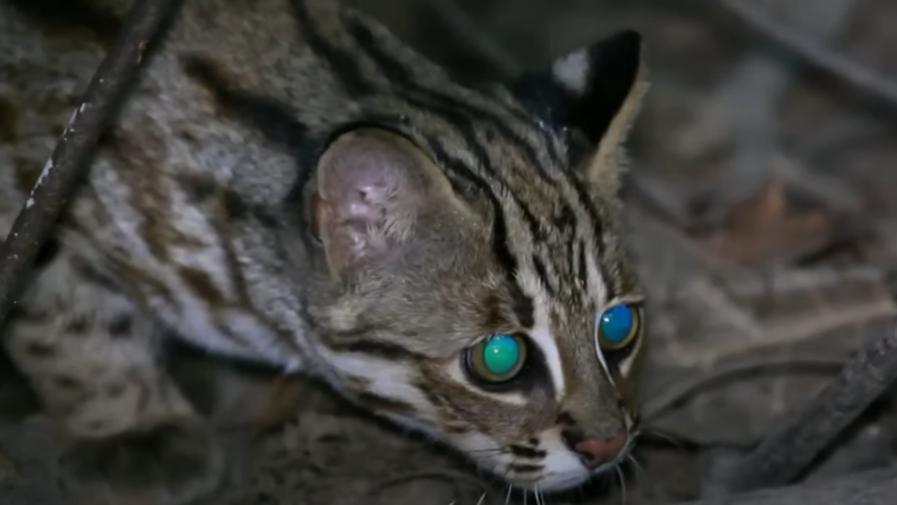 守護與共生：為野生動物撐起一片天